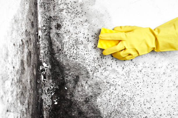 Best Black Mold Removal  in Wood Village, OR