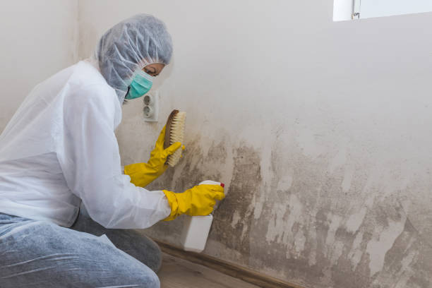 Best Best Mold Removal Companies  in Wood Village, OR