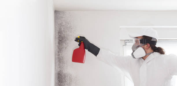 Best Commercial Mold Removal  in Wood Village, OR