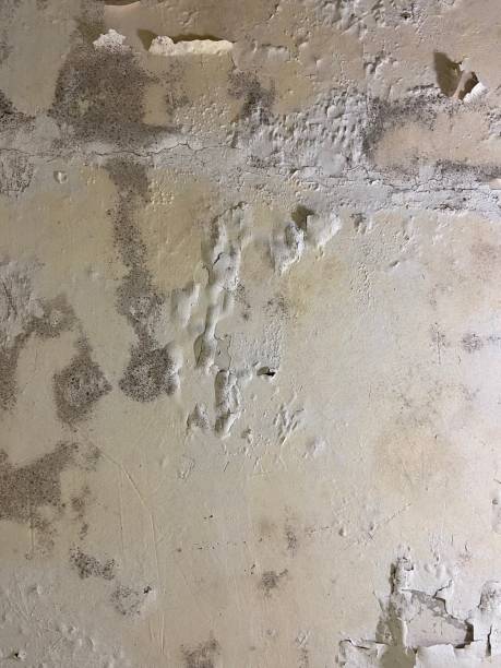 Best Black Mold Removal  in Wood Village, OR