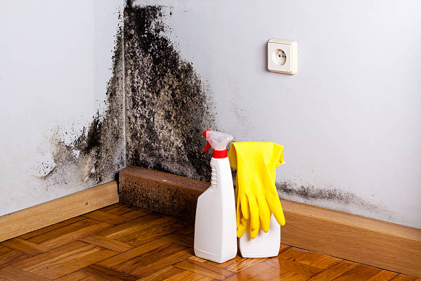 Wood Village, OR Mold Removal Company