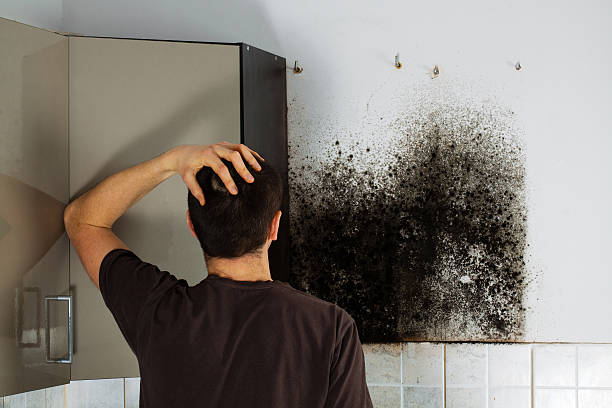 Best Mold Cleaning Services  in Wood Village, OR
